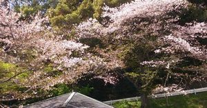 比治山の桜